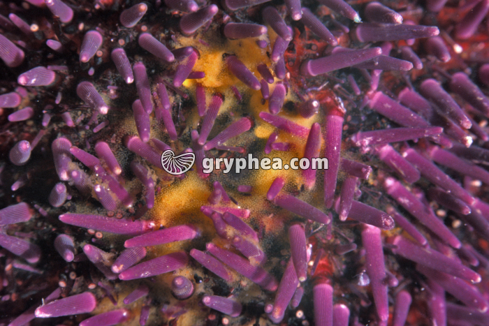 Oursin - Emission des gamètes chez l'oursin femelle (détail) - gryphea.com